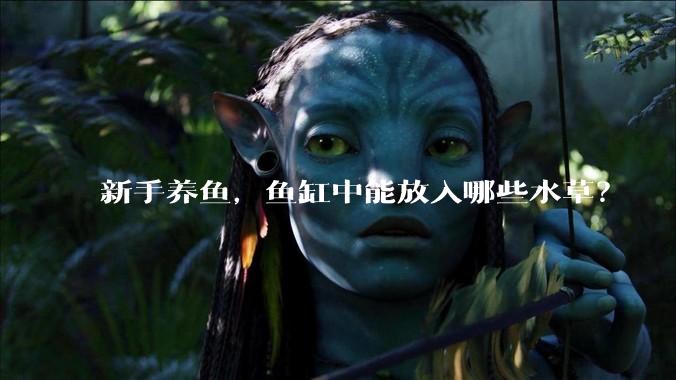 新手养鱼,鱼缸中能放入哪些水草?