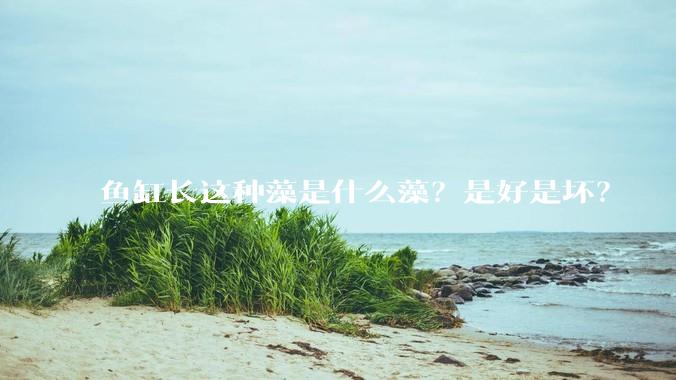 鱼缸长这种藻是什么藻?是好是坏?