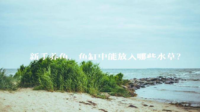 新手养鱼,鱼缸中能放入哪些水草?